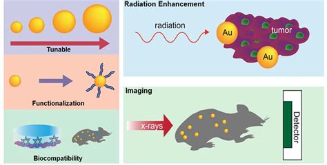 Gold nanoparticles in radiation research: potential applications for imaging and ...