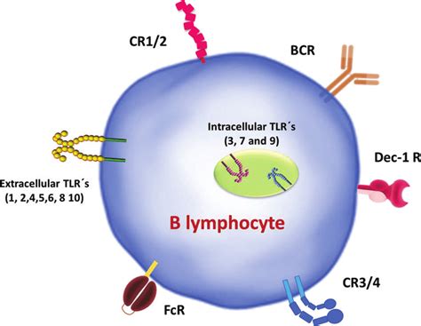 B-lymphocyte receptors involved in pathogens uptake. B lymphocytes ...