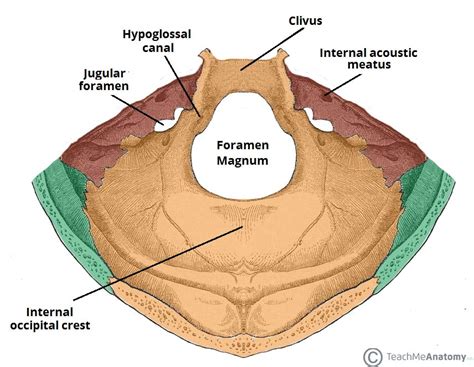 Cranial Foramina - Foramen Ovale - Skull - TeachMeAnatomy