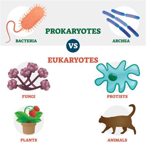 Animal And Plant Cell Eukaryotic Or Prokaryotic : Cell Types ...