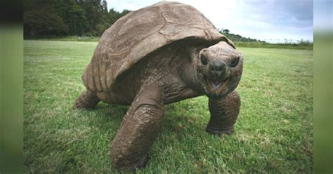 Meet Jonathan, The Oldest Living Animal In The World - Paws Planet