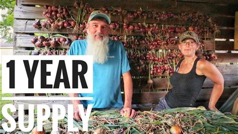 How to CURE Onions | We set out every year to grow a year supply of ...