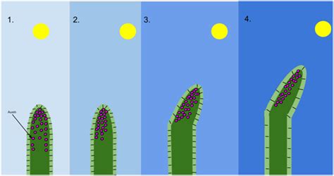 Phototropism - An Overview and its Mechanism