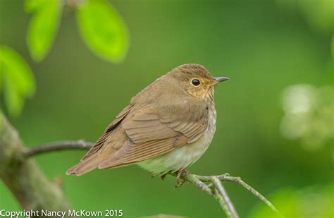 Photographing a Migrating Swainson’s Thrush | Welcome to NancyBirdPhotography.com