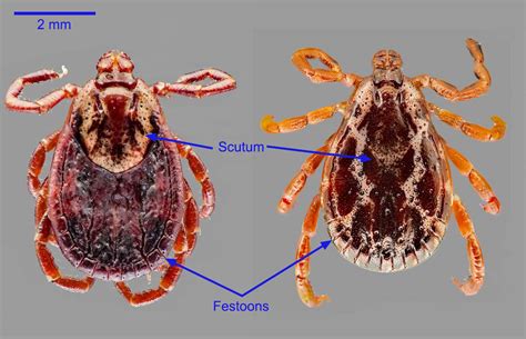 Dermacentor Variabilis Anatomy