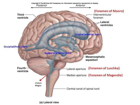 Image result for foramen of monro and luschka | Cerebrospinal fluid ...