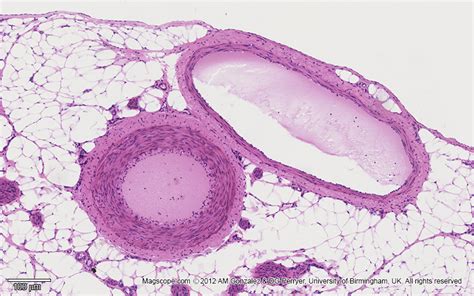 . Histology Slide Download. Magscope.com