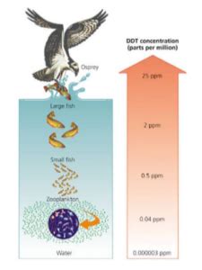 Biomagnification : Causes, Effects & Preventive Measures | Infinity learn