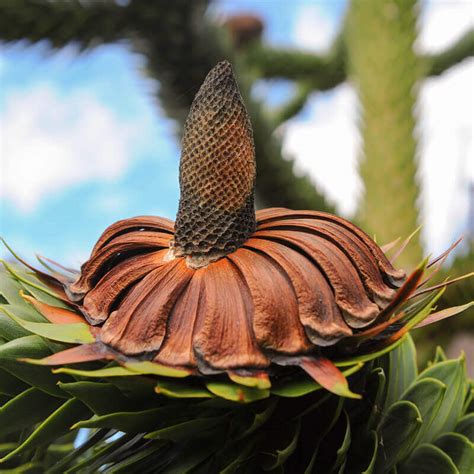 Plants, Seeds & Bulbs Araucaria ARAUCANA Wafer Monkey Puzzle Tree Fresh Seeds 3 Seeds Garden ...