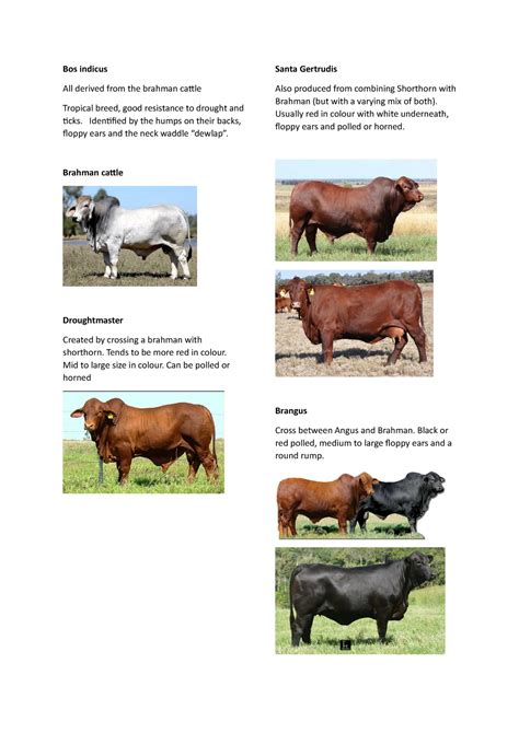 COW Breeds - Bos indicus All derived from the brahman cattle Tropical ...