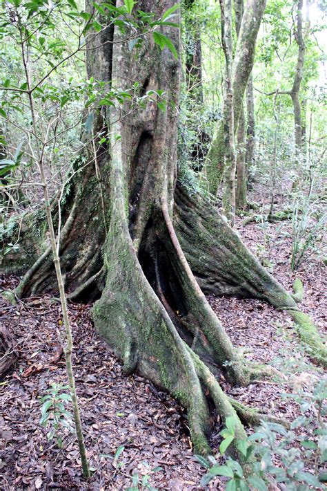 buttress roots | Laminton National Park, O'Reilly's. QLD. 15… | Flickr