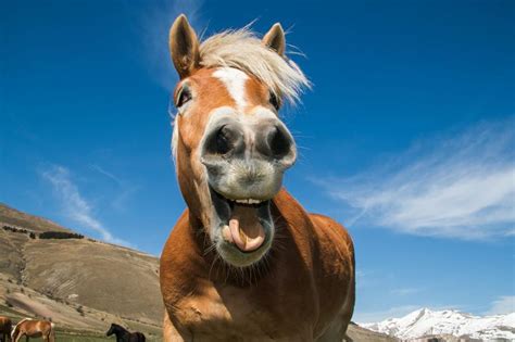 26 Hilariously Funny Horse Quotes to Crack You Up | LoveToKnow Pets