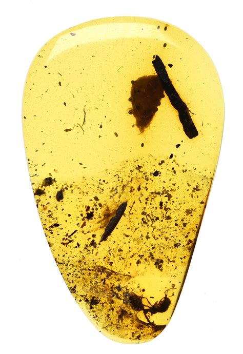 RARE Haidomyrmex (Hell Ant) Fossil inclusion in Burmese Amber | eBay