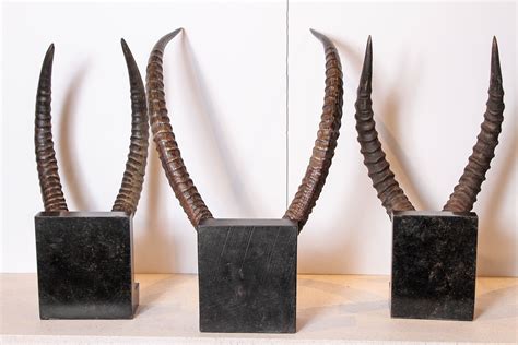 Vintage African Sable Antelope Horns at 1stDibs | antelope horns for sale, african antelope ...