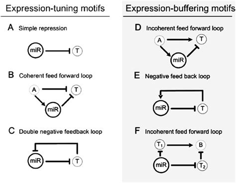 Figure 1 from Evolution under canalization and the dual roles of ...