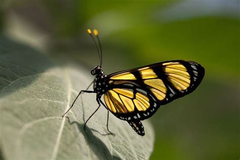 Borboleta Methona themisto - Cotia - SP | Reptiles and amphibians, Amphibians, Animals