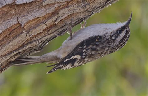 Brown Creeper | San Diego Bird Spot