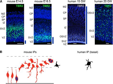 New insights into the development of the human cerebral cortex - Molnár - 2019 - Journal of ...