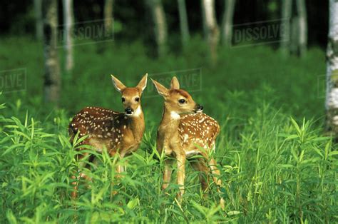 North America, USA, Minnesota. White-tailed deer fawns (Odoceoileus virginianus) - Stock Photo ...