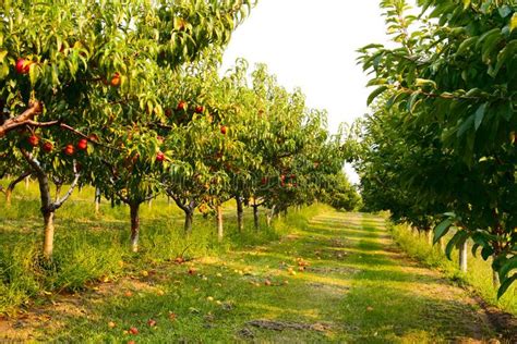 The orchard. Nectarine orchard in the beautiful Okanagan valley, British Columbi , #Ad, # ...