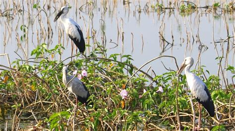 Pulicat Lake Bird Sanctuary - A Birder's Paradise | WildlifeZones