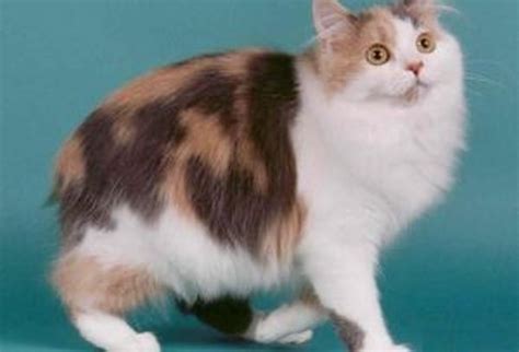 Cymric cat: Breed Personality, Behavior Facts and Characteristics ...