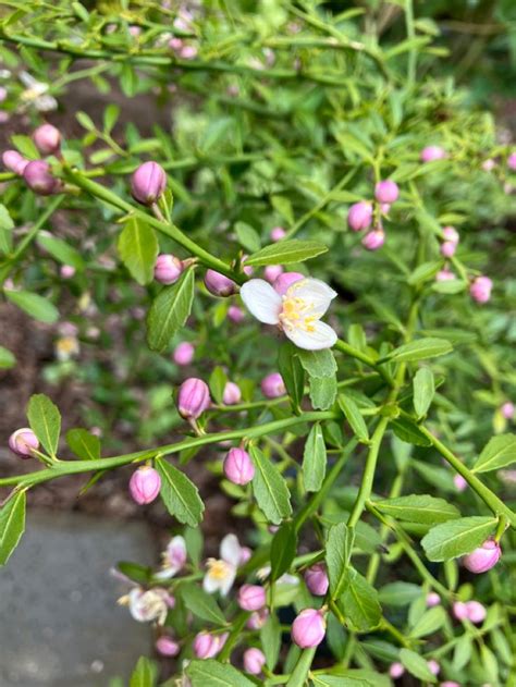 pink and white flowers are growing in the garden