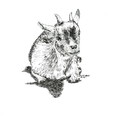 Pygmy Goat Pen and Ink, Animal Art, Original Resting Horned Goat ...