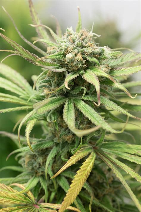 Blue Dream: buy Blue Dream seeds online - Humboldt Seeds UK