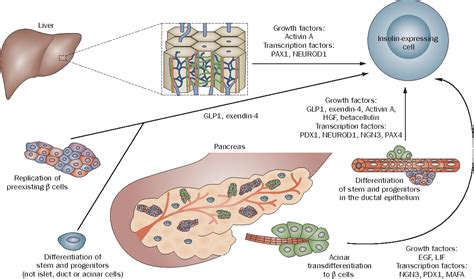 Stem cell therapy for type 1 diabetes mellitus | Semantic Scholar