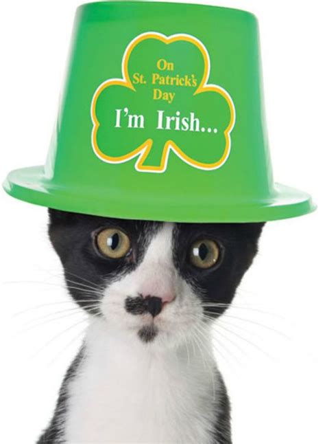 ~ Irish kitty ~ | Cute cats, Cat facts, Cat pics