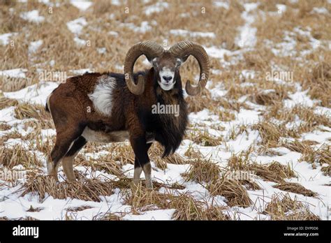 European mouflon (Ovis gmelini musimon / Ovis ammon / Ovis orientalis ...