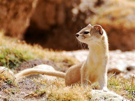 Altai weasel (Marc Foggin) | Altai, Wildlife, Animals