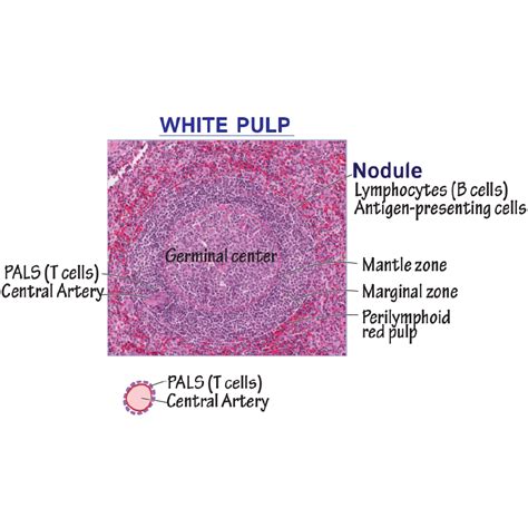 Histology Glossary: Spleen Anatomy & Histology | ditki medical & biological sciences