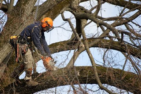 Hiring An ISA Certified Arborist In Portland, Oregon | Westcoast Tree Care