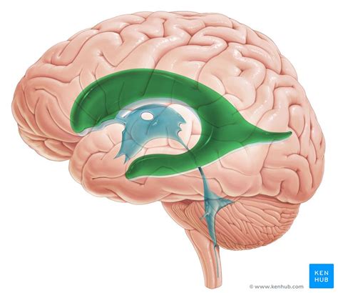 Lateral ventricles: Anatomy and function | Kenhub