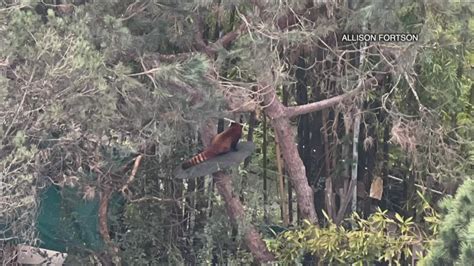 Red Panda climbs tree, escapes from San Diego Zoo habitat; captured ...