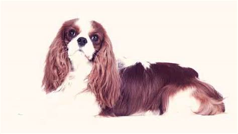 Cavalier King Charles Spaniel Health and Nutrition| PetCareRx