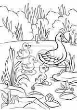 Duck Pond Coloring Page sketch template