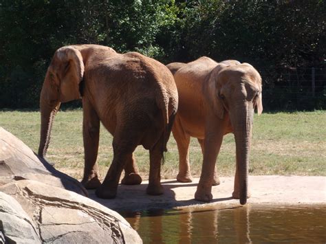 The life of a girl and her dog...: NC Zoo