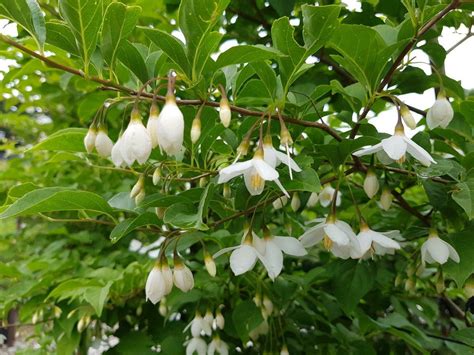 STYRAX japonica - Japanese Snowdrop Tree | Easy Big Trees | NZ