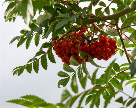 Red Berries On Tree Free Stock Photo - Public Domain Pictures