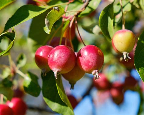 The Callaway Crabapple Tree - Minneopa Orchards