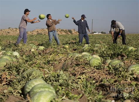 Watermelon Harvest Photograph by Jim West