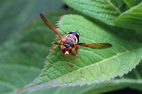 Do Cicada Killers Sting? Does it Hurt or is it Dangerous?