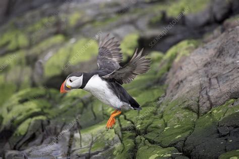 Atlantic puffin in flight - Stock Image - Z852/0049 - Science Photo Library