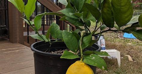 My miniature lemon tree has put in 8 months to grow this one lemon, the ...