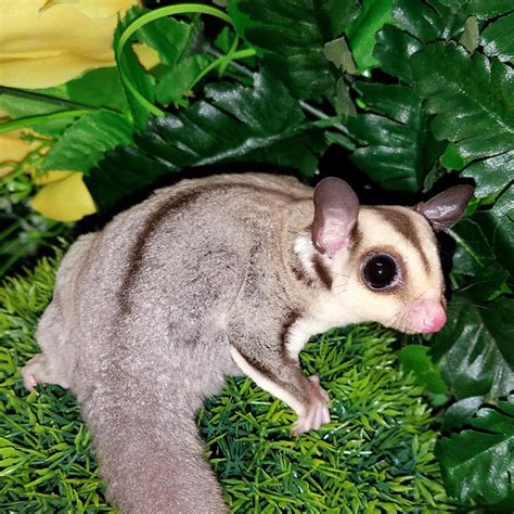 Sugar Glider Colors – The Pet Glider LLC