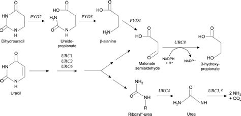 Overview of pyrimidine degradation in L. kluyveri , showing a link... | Download Scientific Diagram