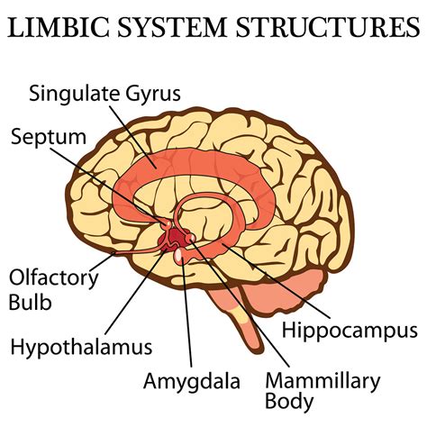 A&P - Limbic system Diagram | Quizlet